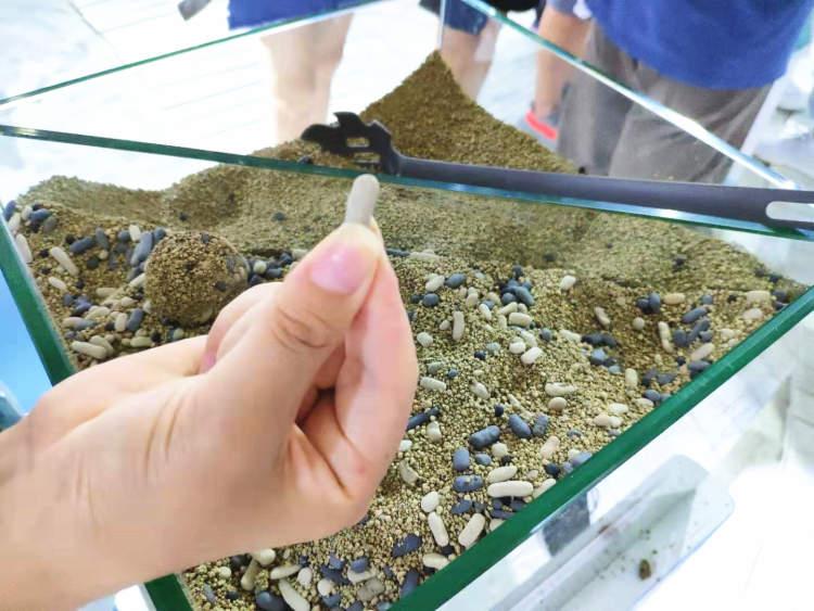 绿茶猫最新资讯更新，最新动态一网打尽