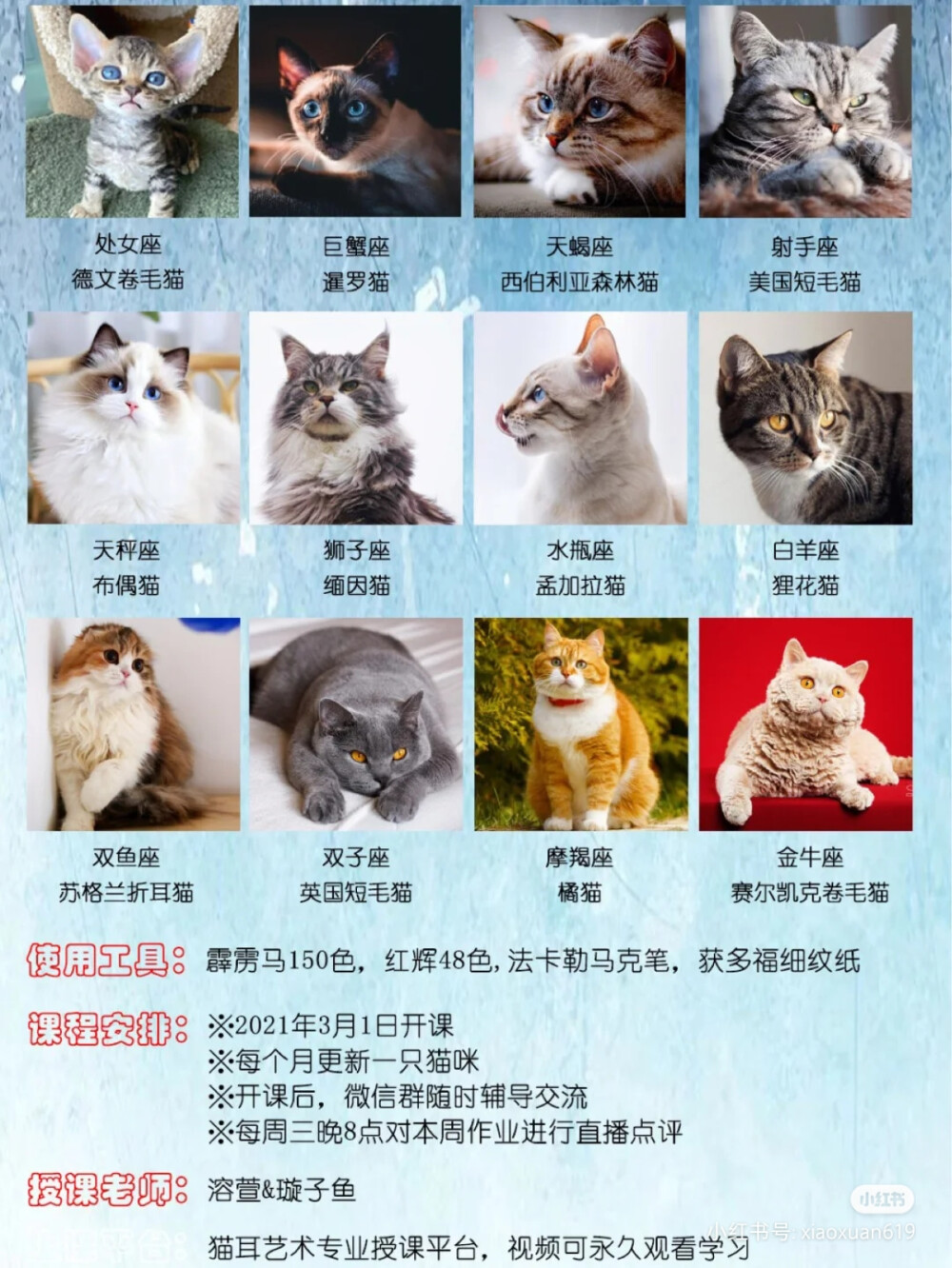 猫咪官网新版发布，科技与生活融合，打造完美养猫体验