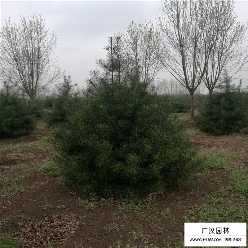 白皮松价格详解，购买指南与考虑因素