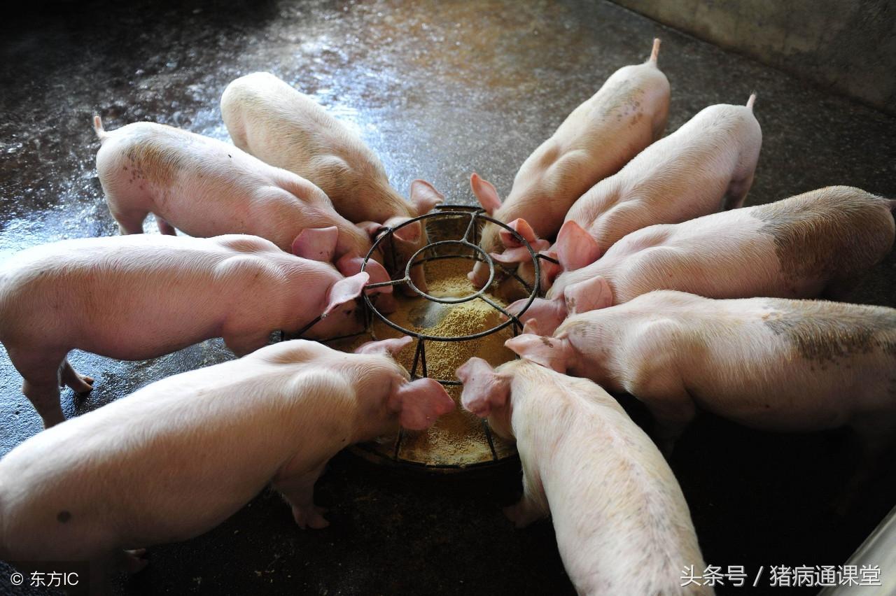 最新猪场招技术场长,最新猪场招技术场长——科技引领畜牧业新纪元